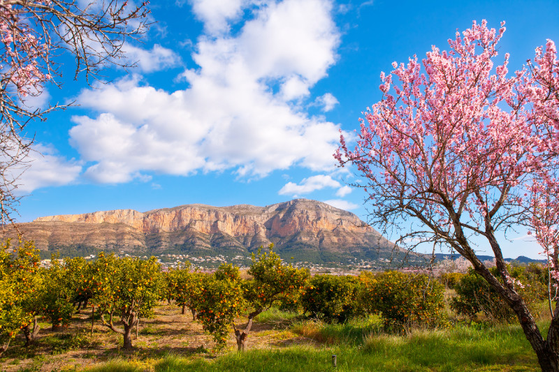 Mongo in Denia Javea in spring with almond tree flowers